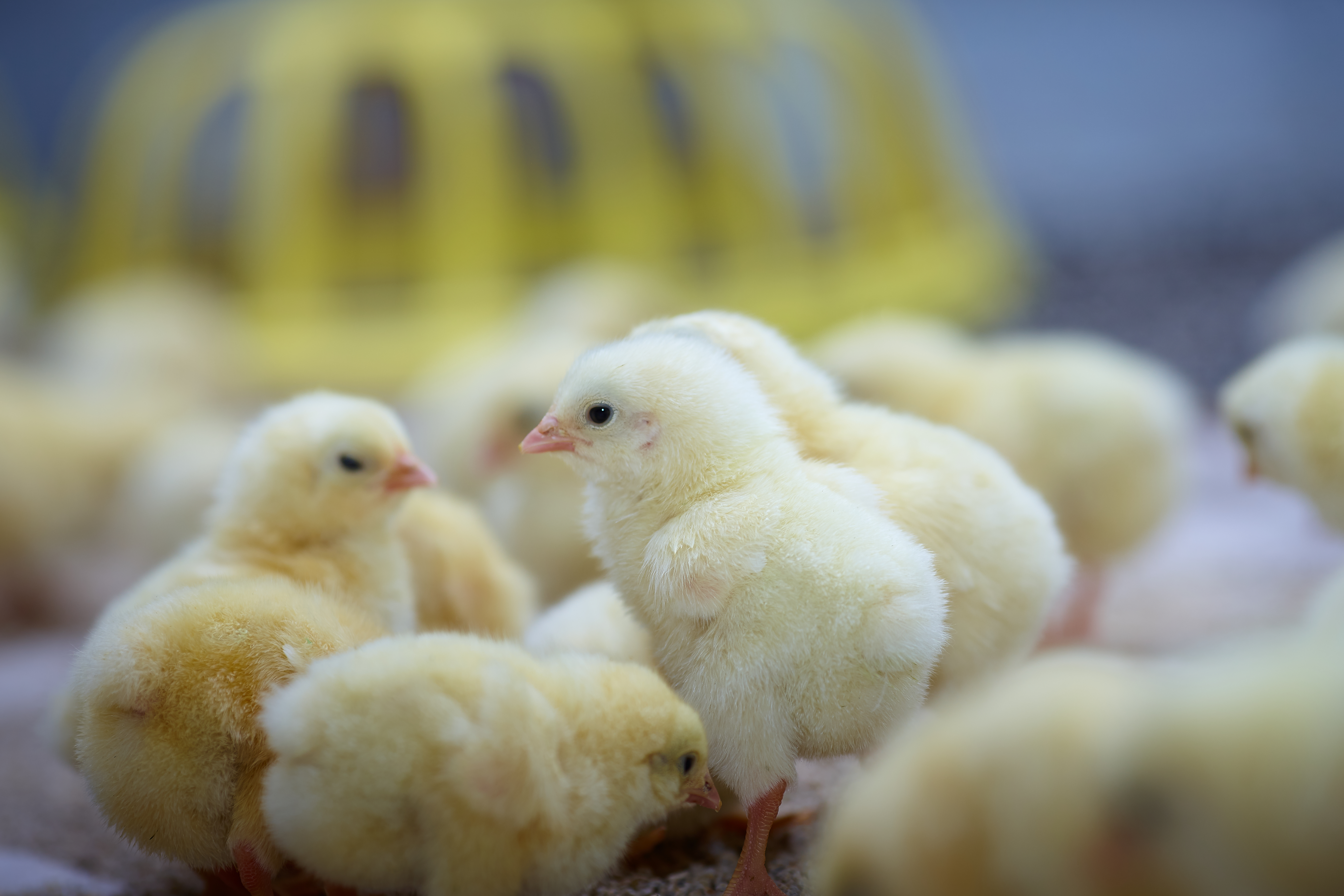 Препарати на основі органічних кислот