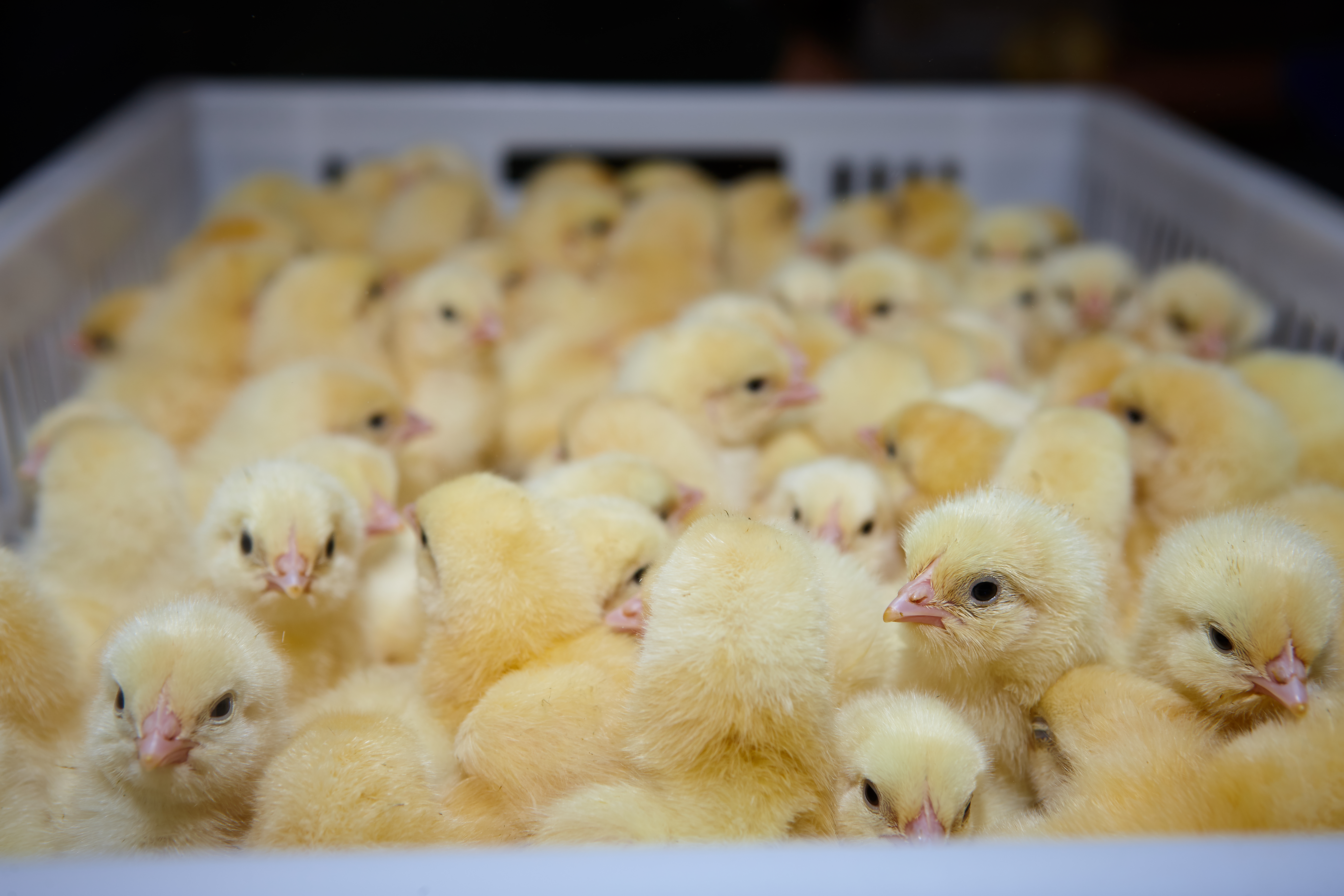 Зв'язок між цілісністю кишечника, перетравністю корму та продуктивністю птиці