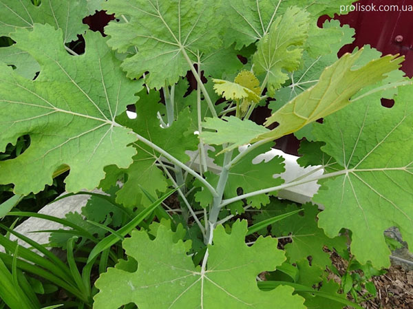 Рис. 1. Маклея (боконія) серцеподібна. Маклея серцеподібна АгроПлюсІнвест