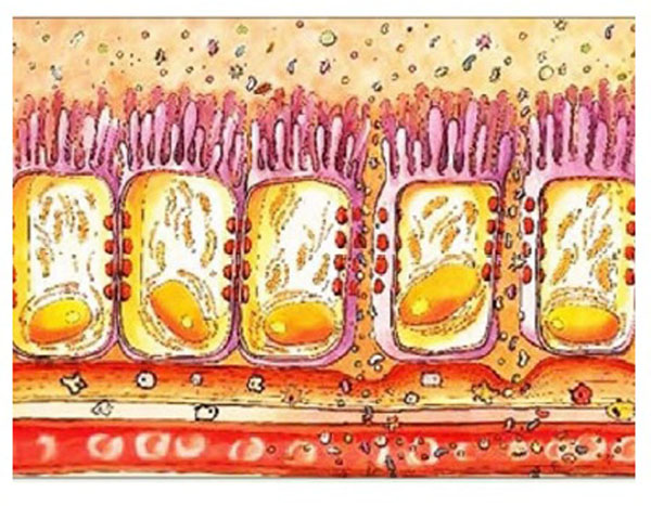 Рис. 2. Початкова стадія запалення тонкого відділу кишківника та руйнування ентероцитів. Рис. 2. Початкова стадія запалення тонкого відділу кишківника та руйнування ентероцитів.