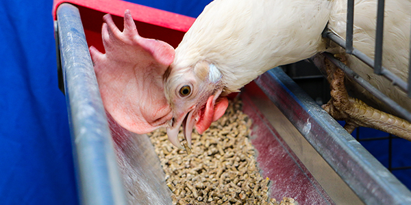 Як допомогти птахам і тваринам ефективно використовувати поживні речовини корму